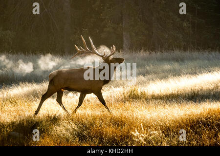 Elk/Wapiti bull e fotografi durante la routine annuale nel Parco Nazionale di Jasper, Alberta.Canada Foto Stock