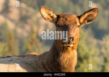 Elk/Wapiti bull e fotografi durante la routine annuale nel Parco Nazionale di Jasper, Alberta.Canada Foto Stock