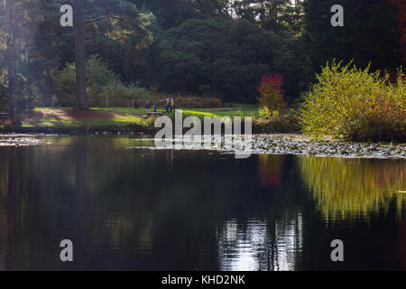 Bedgebury Pinetum & forest in novembre, l'autunno. attrazione turistica sulla periferia di Tunbridge wells / goudhurst. Foto Stock