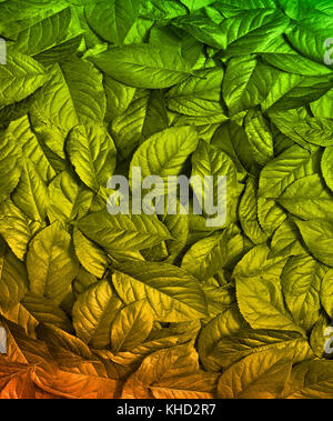 Background creativo fatto di foglie verdi. flat laici. concetto Natura Foto Stock