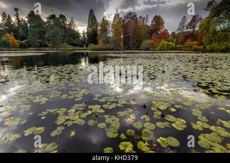 Bedgebury Pinetum & forest in novembre, l'autunno. attrazione turistica sulla periferia di Tunbridge wells / goudhurst. Foto Stock