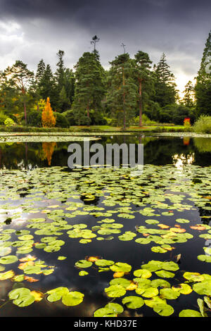 Bedgebury Pinetum & forest in novembre, l'autunno. attrazione turistica sulla periferia di Tunbridge wells / goudhurst. Foto Stock