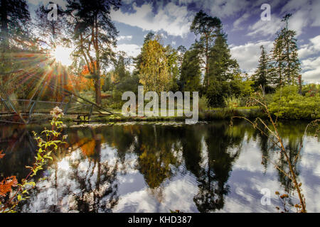 Bedgebury Pinetum & forest in novembre, l'autunno. attrazione turistica sulla periferia di Tunbridge wells / goudhurst. Foto Stock