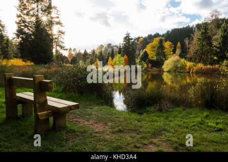 Bedgebury Pinetum & forest in novembre, l'autunno. attrazione turistica sulla periferia di Tunbridge wells / goudhurst. Foto Stock