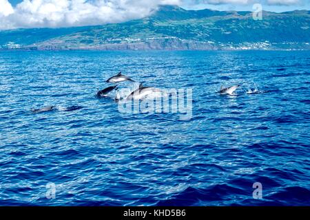 Saltando delfini maculati Foto Stock