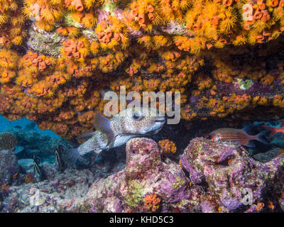 Porcupinefish sono pesci appartenenti alla famiglia diodontidae pufferfish chiamato Foto Stock