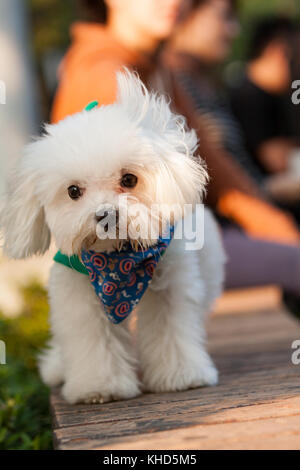 Carino bianco cane maltese indossando bandana blu attorno al collo, passeggiate nel parco, Taiwan Foto Stock