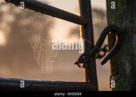 Una ragnatela su un gateway di metallo nella luce del mattino Foto Stock
