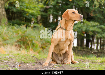 Red Fox labrador seduto Foto Stock