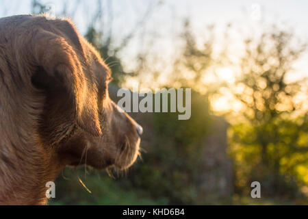 Una vista laterale di una volpe rossa labrador Foto Stock