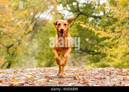 Una volpe rossa labrador in esecuzione dritto verso la fotocamera con colorate Foglie di autunno Foto Stock