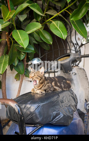 Affascinante piccolo Gatti calico sorridente dal suo pesce persico su un vecchio weathered scooter parcheggiata in un vicolo a bodrum, Turchia Foto Stock