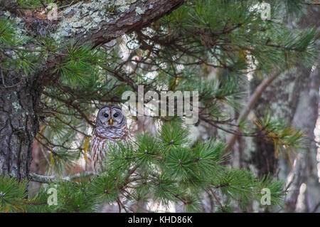 Un gufo sbarrata siede tra alberi di pino, guardando verso la telecamera prese al Parco Nazionale di Shenandoah in Virginia. Foto Stock