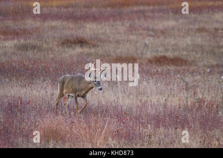 Un unico grande buck coda bianca deer balade in autunno i campi di grandi prati sul Parco Nazionale di Shenandoah in Virginia. Foto Stock