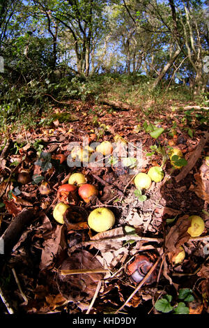 Ottobre 2017 - mele lasciati a marcire sul terreno in un vecchio sidro Orchard. Foto Stock