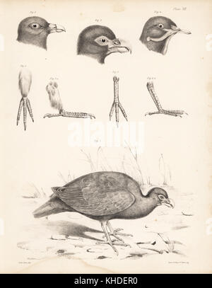 Dente fatturati pigeon, Didunculus strigirostris 1,2 (in pericolo critico), Bruce Green Pigeon, Treron waalia (Treron abyssinica 3,5) e Levaillant della colomba, Verrulia carunculata (estinto) 4, e piccione squatter gamba, Geophaps scripta 6. Litografia da Tuffen ovest da Hugh Edwin Strickland e Alexander Gordon Melville è il Dodo e il suo parentado, Londra, Reeve, Benham e Reeve, 1848. Foto Stock