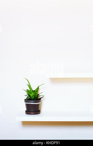 Semplice progettazione di interni, due mensole sul muro bianco e piante verdi in vaso, con posto per il testo Foto Stock