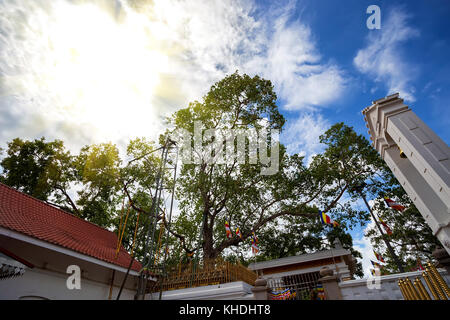 Sacra struttura mahabodhi Foto Stock