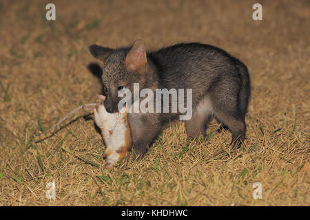 Baby Crab-eater fox Foto Stock