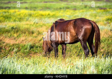 Wild stallone di pascolare su prato estivo Foto Stock