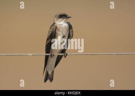 Marrone-chested Martin Foto Stock