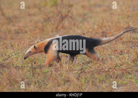 Tamandua Foto Stock