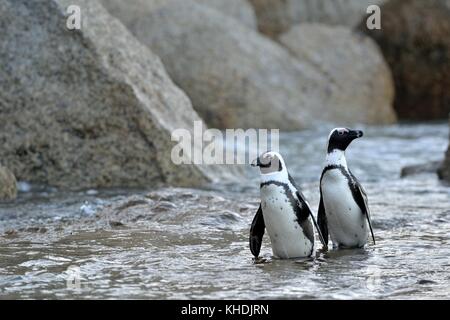 I Penguins africani sulla riva nel crepuscolo serale. pinguino africano ( Spheniscus demersus) noto anche come il jackass penguin e nero-footed pinguino. Foto Stock