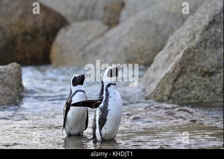 I Penguins africani sulla riva nel crepuscolo serale. pinguino africano ( Spheniscus demersus) noto anche come il jackass penguin e nero-footed pinguino. Foto Stock