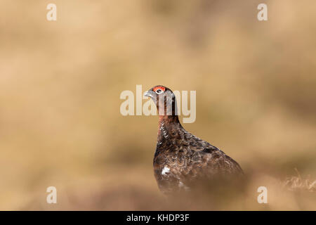 Red Grouse, Lagopus lagopus scotica, ponendo tra la heather durante l'estate nel parco nazionale di Cairngorms, SCOZIA Foto Stock