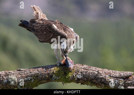 Osprey bird, Pandion haliaetus, diving, deltaplano, alimentando accanto al fiume feshie nel parco nazionale di Cairngorms. Foto Stock
