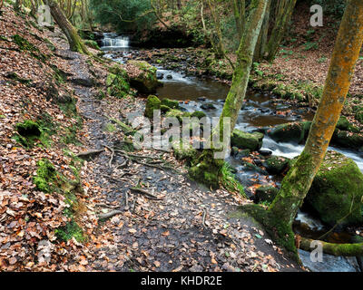 Cascata superiore su indurire Beck o Hallas beck in legno Goitstock Cullingworth West Yorkshire Inghilterra Foto Stock