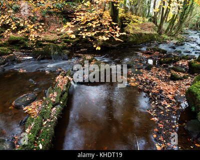 Autumn Tree da indurire Beck in legno Goitstock Cullingworth West Yorkshire Inghilterra Foto Stock