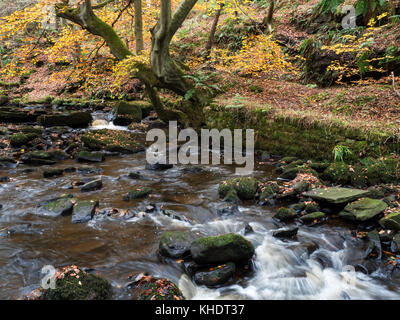 Autumn Tree da indurire Beck in legno Goitstock Cullingworth West Yorkshire Inghilterra Foto Stock