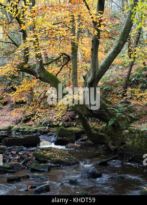 Autumn Tree da indurire Beck in legno Goitstock Cullingworth West Yorkshire Inghilterra Foto Stock