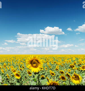 Profondo cielo blu con nuvole sopra i girasoli Foto Stock