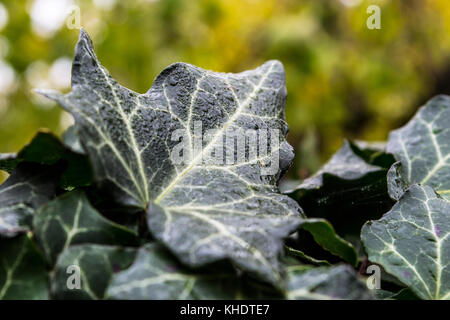 La rugiada e le gocce di pioggia su un mucchio di foglie d'edera nelle prime ore del mattino, in un giorno nuvoloso Foto Stock