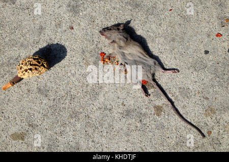 Topo morto morto sul marciapiede presumibilmente da ingestione di semi rosso da pod che giace accanto al roditore su Beverly Boulevard Los Angeles USA KATHY DEWITT Foto Stock