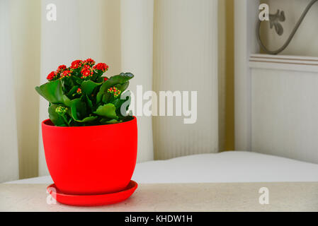 Rosso fiore pot kalanchoe in interni Foto Stock