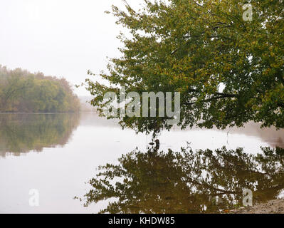 Albero caduto toccare le acque del fiume Potomac con la riflessione Foto Stock