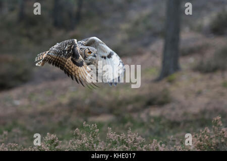 Indian Eagle-Owl / Rock / Eagle-Owl Bengalenuhu ( Bubo bengalensis ) in volo attraverso i boschi, sbattimenti le sue ali, silenzioso, caccia. Foto Stock