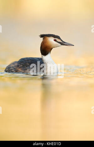 Grande gressere crestato ( Podiceps cristatus ), adulto in abito da allevamento, nuoto su un lago, ultima luce, calma oro scintillante superficie d'acqua, Europa. Foto Stock