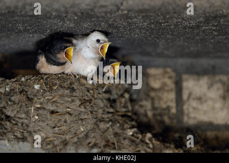 Fienile Swallows ( Hirundo rustica ), che mendiano pulcini in nido, quasi voltati, uno con piumaggio bianco (difetto gen), leucaristico, leucarismo, Europa. Foto Stock