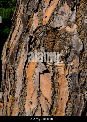 Texture di spessa corteccia di albero preso in primo piano come macrophothography Foto Stock