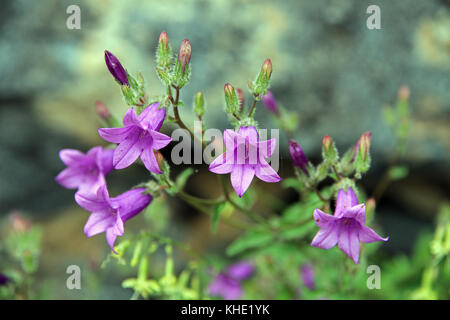 Bellflower, area di Aragats, Caucaso minore, Armenia Foto Stock