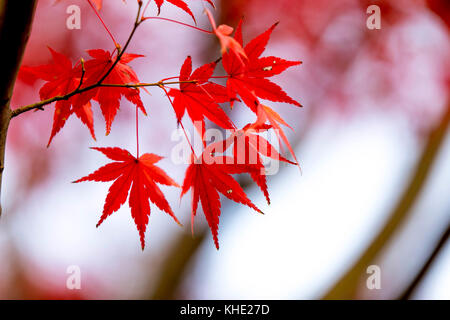 Fogliame autunnale raffigurato nel Parco Shouwakinen Tachikawa Tokyo. Credito: Yuichiro Tashiro Foto Stock