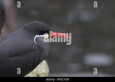 Inca tern, Larosterna inca, captive, close up ritratti con i dettagli per il viso Foto Stock