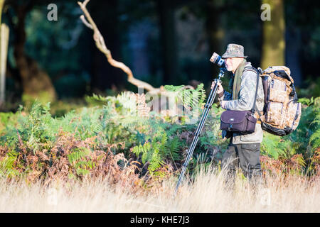 Richmond Park, Londra. I vecchi fotografo maschio portando la sua fotocamera su un treppiede attraverso il parco di Richmond durante il deer rut. Foto Stock