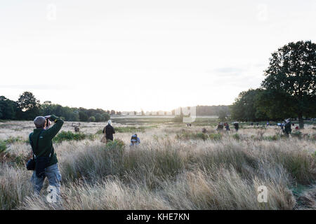Richmond Park, Londra. Numerosi fotografi la visione di cervi rossi a sunrise. Foto Stock