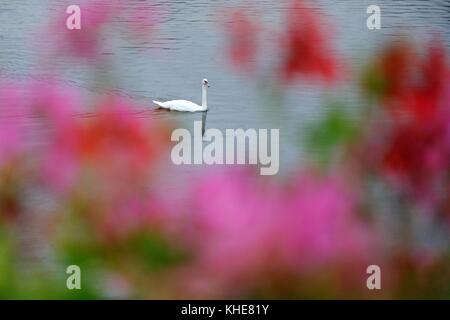 Swan in un altro palazzo nel lago nel centro di Hague, primo piano della holland fiori Foto Stock