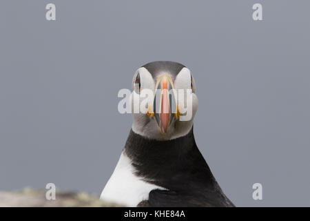 Puffini, Fratercula, close up ritratti sulla isola di maggio, Scozia con becco colorato, pesce battenti Foto Stock